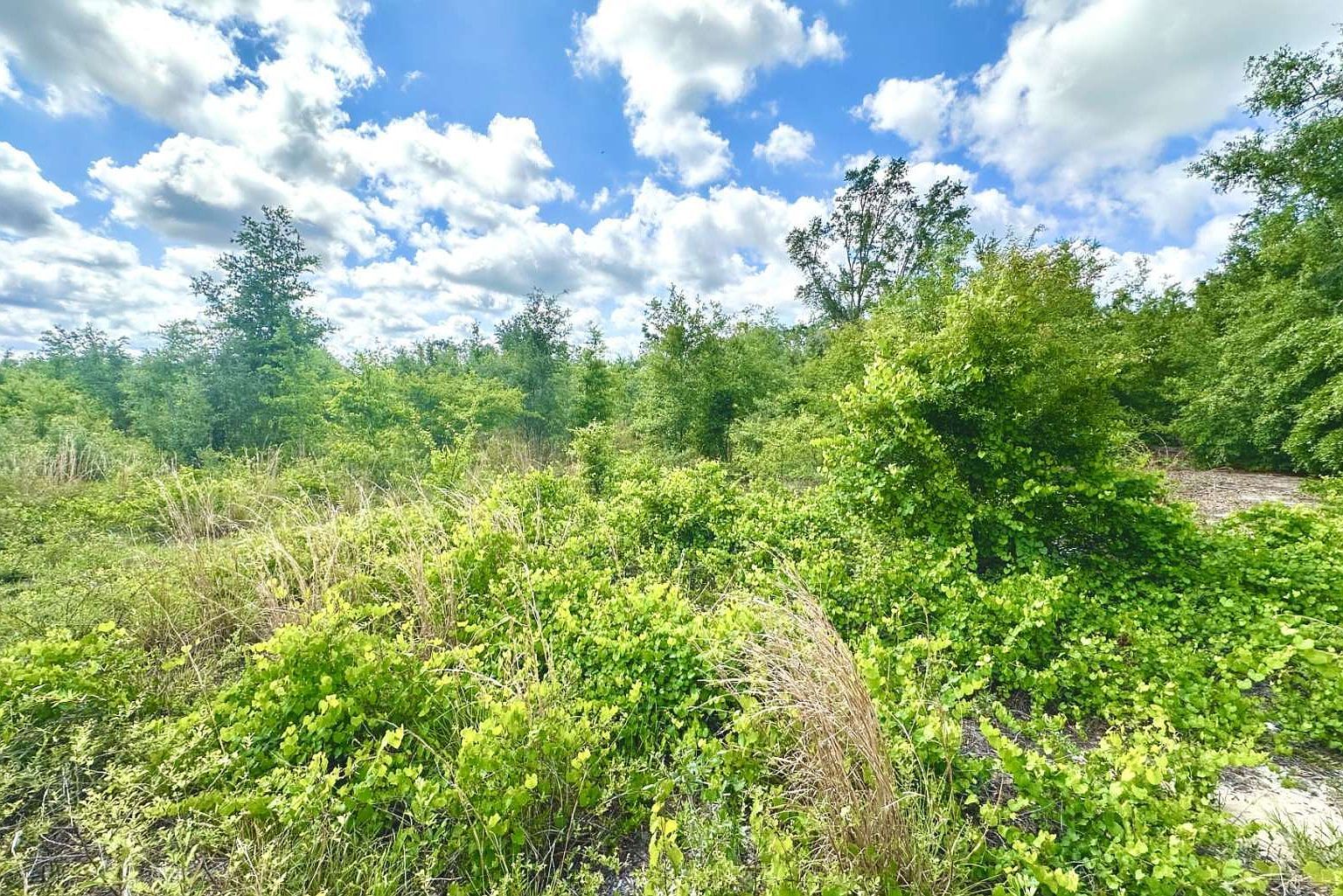 0 SE County Road 412 Mayo, FL 32066 - Thumbnail 3