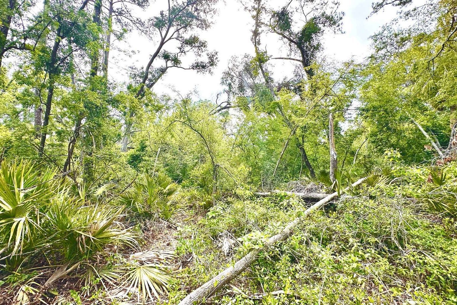 3 NW Fox Run Trl LOT 105 Mayo, FL 32066 - Thumbnail 3