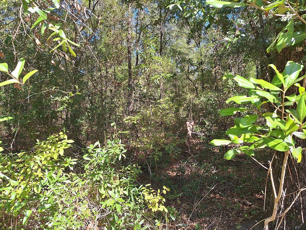 SW County Road 138 Fort White, FL 32038 - Thumbnail 3