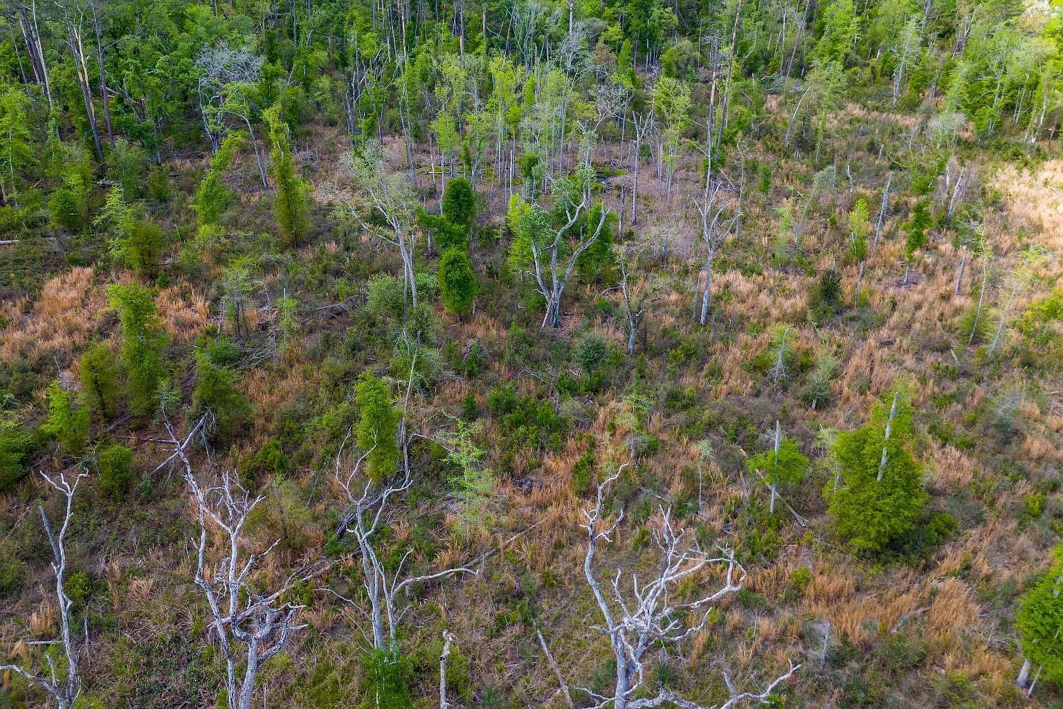 County Road 132 Live Oak, FL 32060 - Thumbnail 3