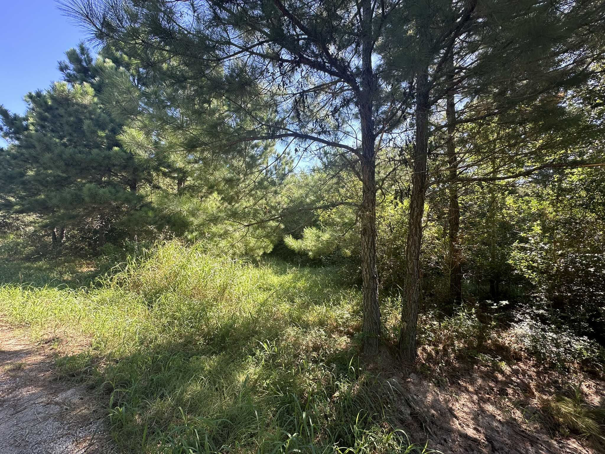 Alum Creek Rd, Smithville, TX, USA, Smithville, TX, 78957 - Thumbnail 3