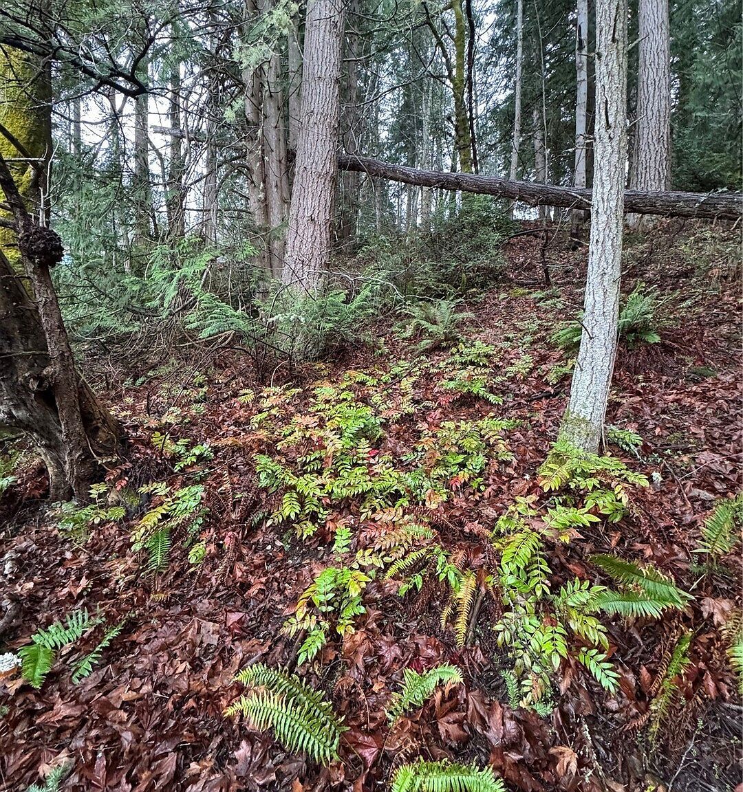 0 Hazel Point Rd Quilcene, WA 98376 - Thumbnail 3