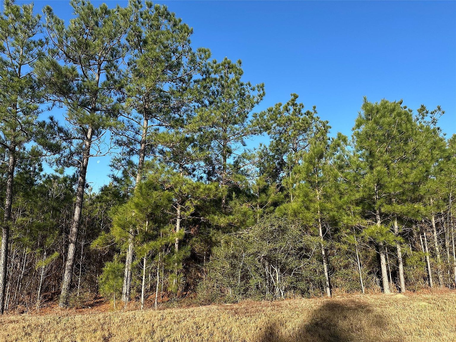 15749 Woodlife Rd Willis, TX 77378 - Thumbnail 3