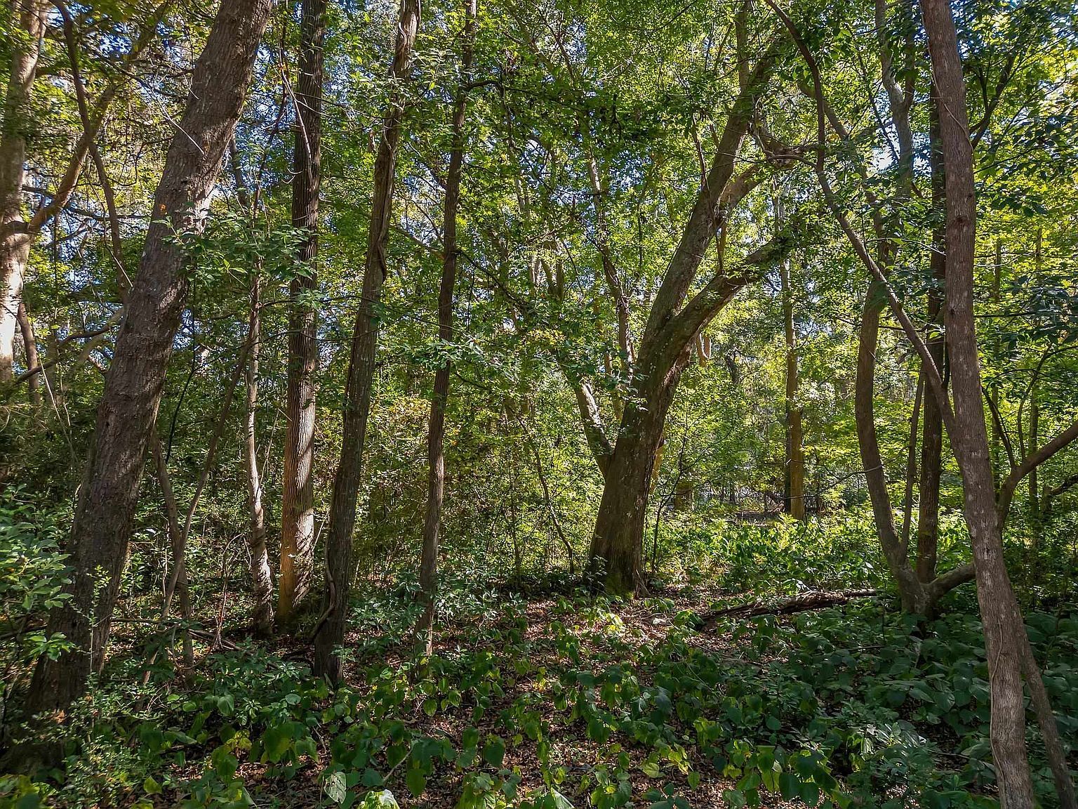 0 Lake Iamonia Dr Tallahassee, FL 32312 - Thumbnail 3