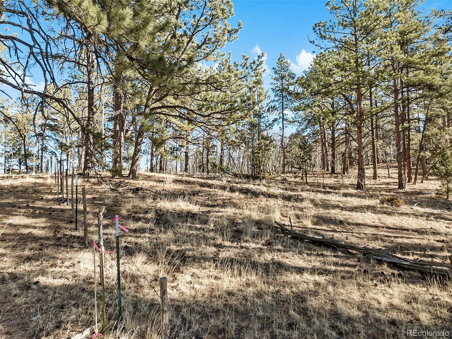 20 Echo Lake Dr Florissant, CO 80816 - Thumbnail 3