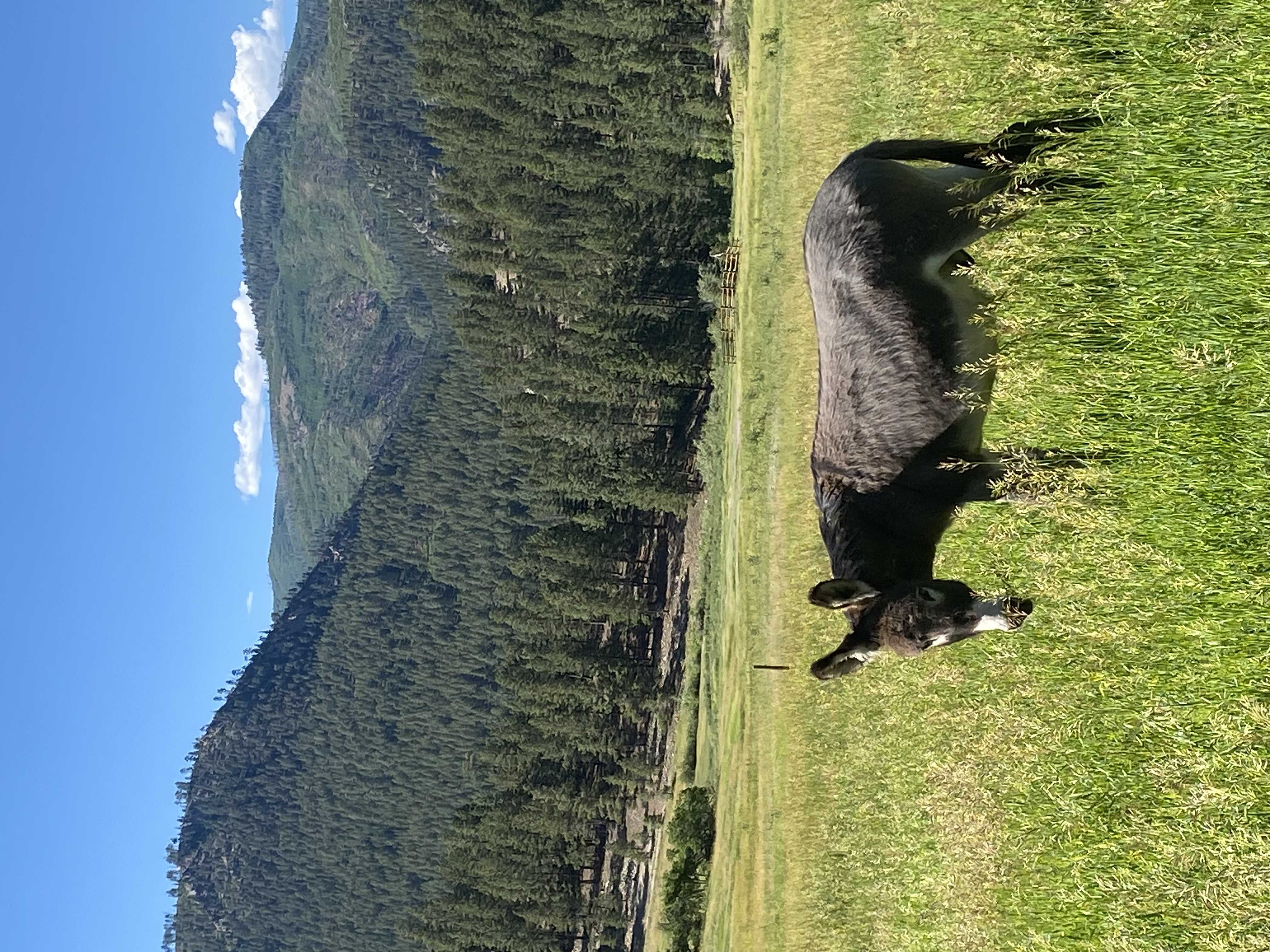 250 Sunset Ln, Duragno, CO, 81301 | Single Family