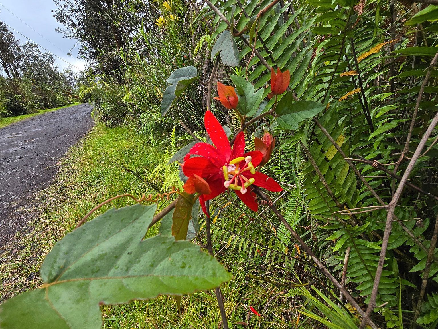 Road 9 Koloa Maoli Lot 5437 Kurtistown, HI 96760 - Thumbnail 3