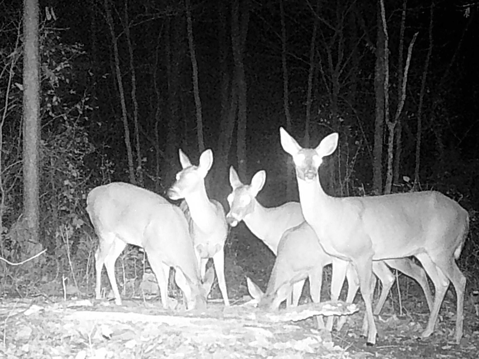 0 Kanasita Dr #1 Pell City, AL 35128 - Thumbnail 3