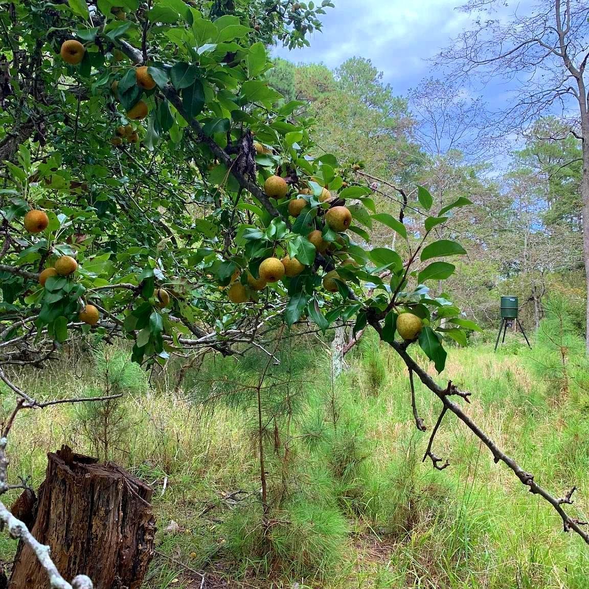1907 Bishops Head Rd Toddville, MD 21672 - Thumbnail 3