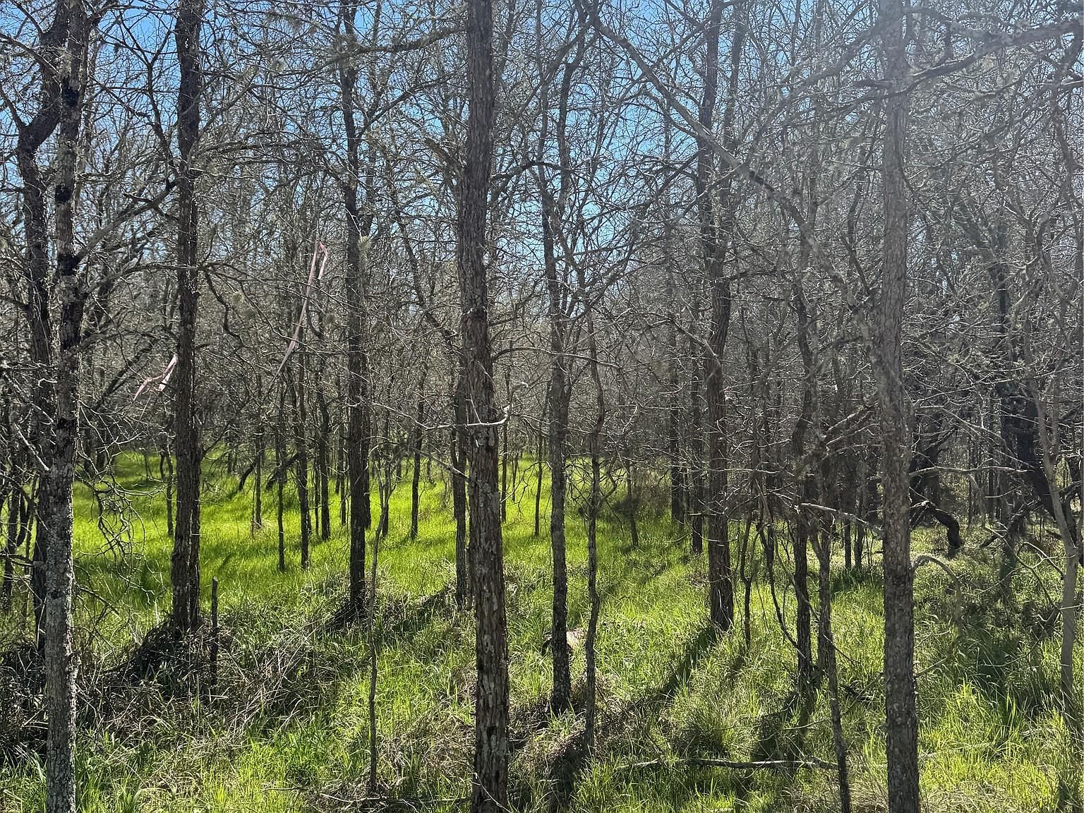 291 Kolekole Ln Bastrop, TX 78602 - Thumbnail 3