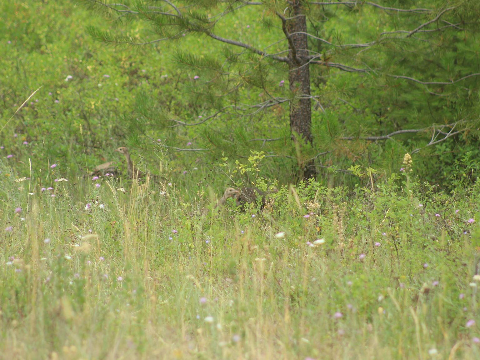 1XX Tennant Rd Newport, WA 99156 - Thumbnail 3