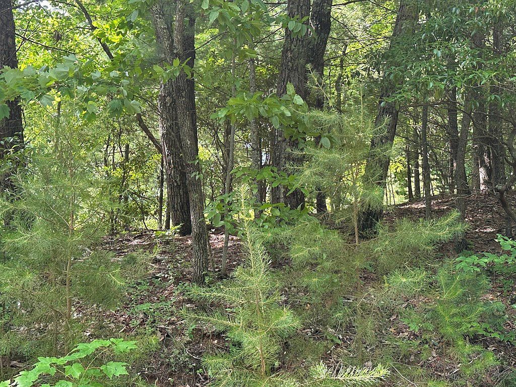 Lot 31 Peak Trail LOT 31 Murphy, NC 28906 - Thumbnail 3