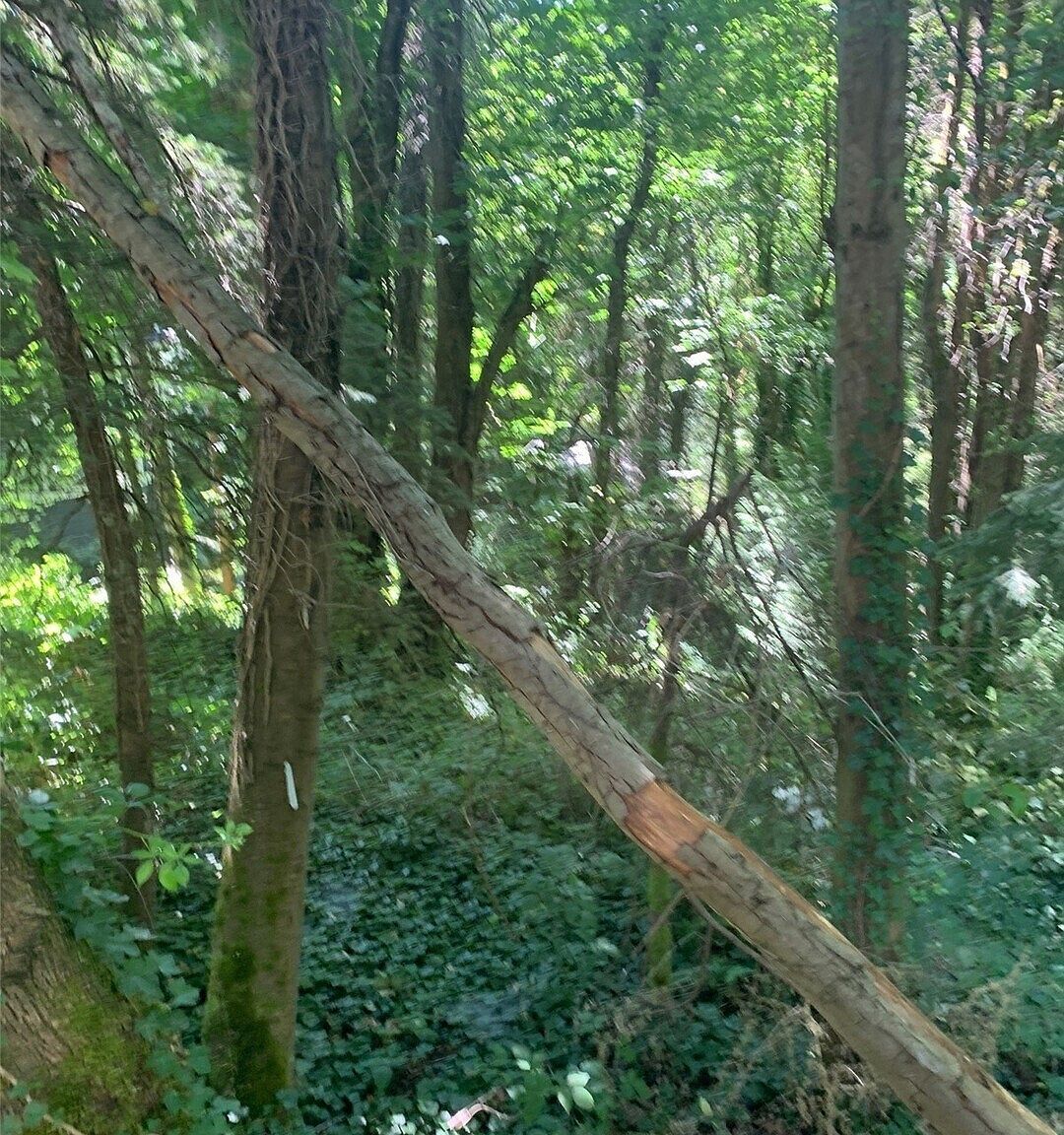 9167 SE 64th St Mercer Island, WA 98040 - Thumbnail 3