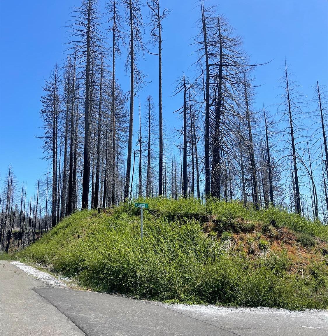 4905 Deerwood Ct Grizzly Flats, CA 95636 - Thumbnail 3