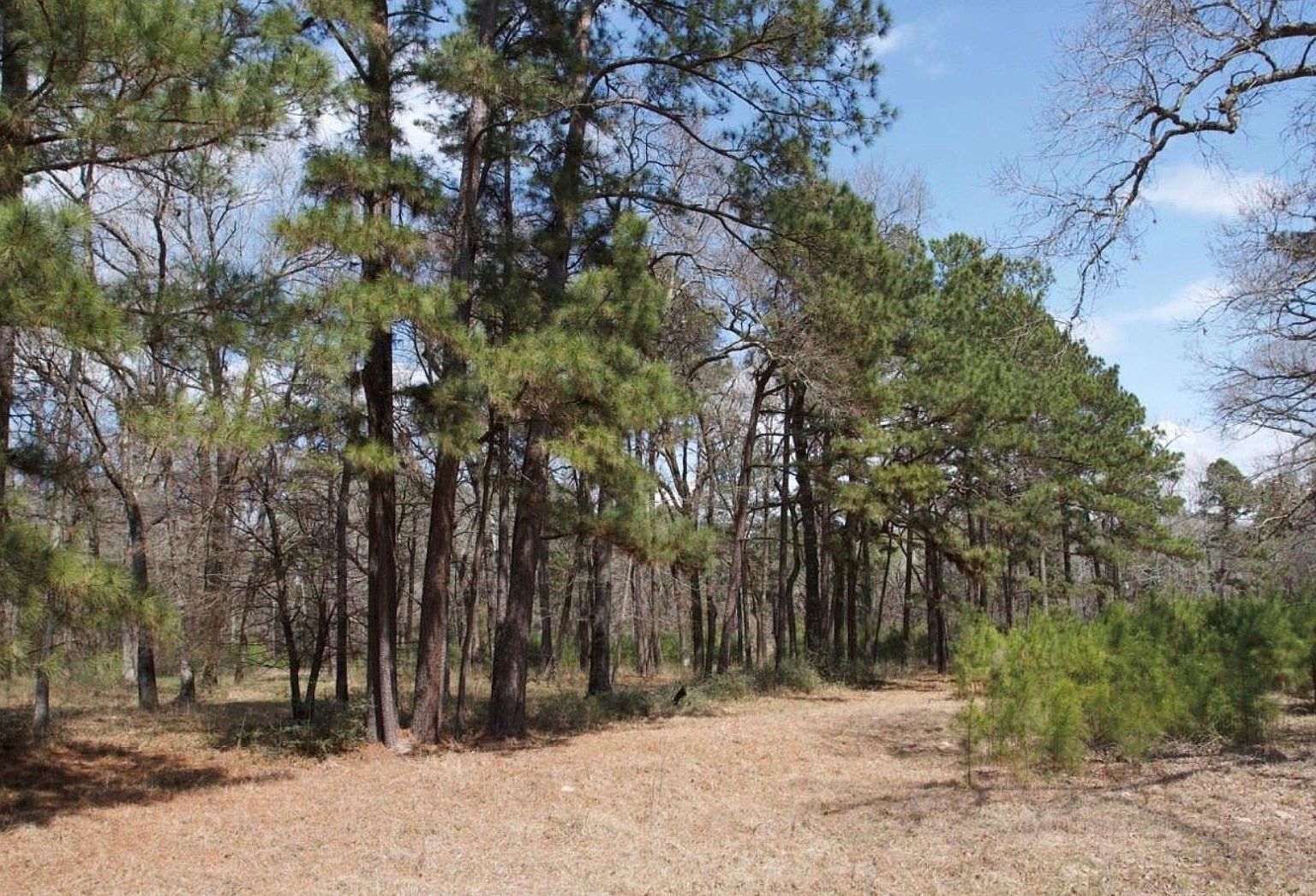 4345 Fm 3188 Trinity, TX 75862 - Thumbnail 3