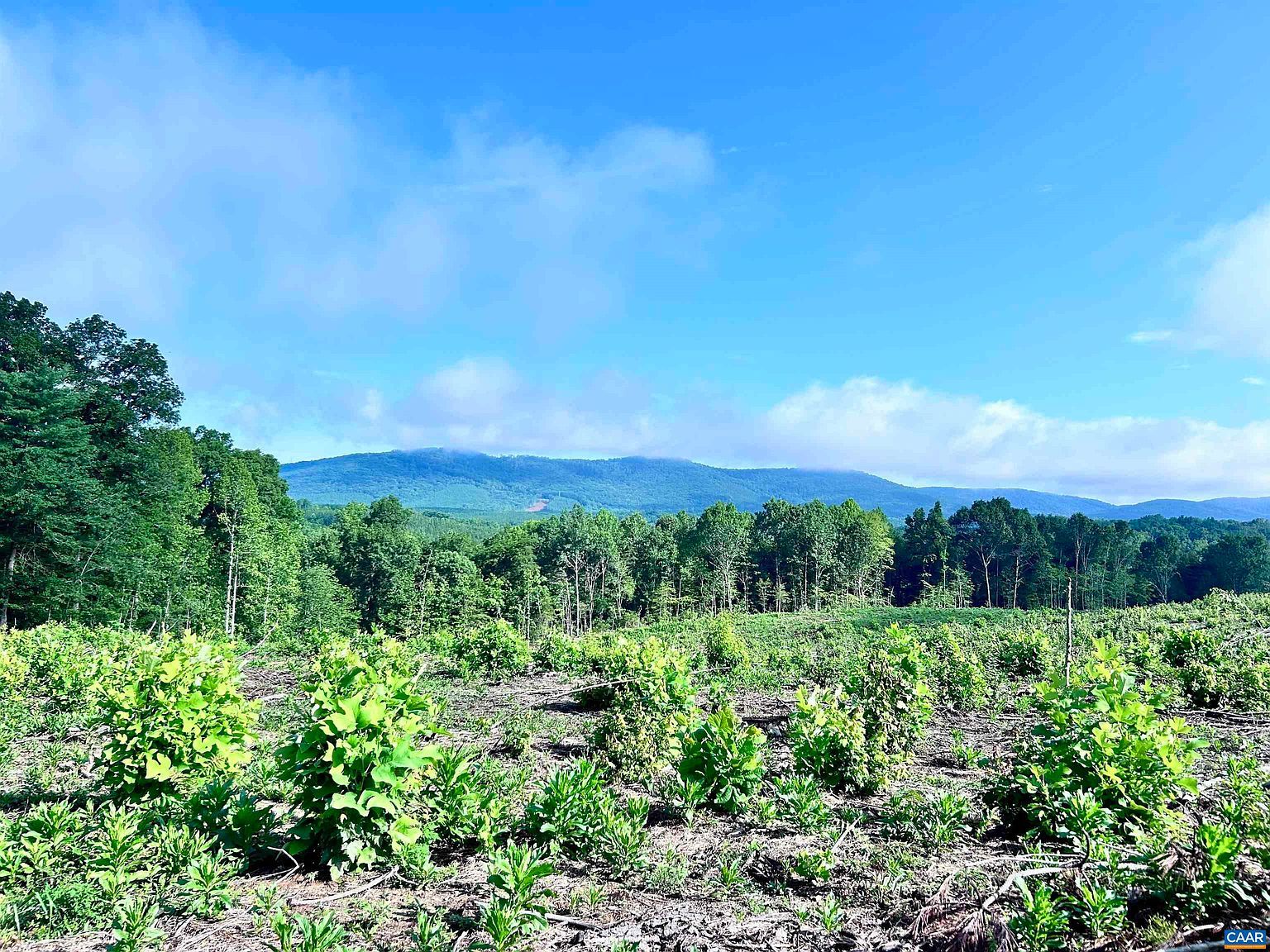 Hunting Lodge Rd Schuyler, VA 22969 - Thumbnail 3