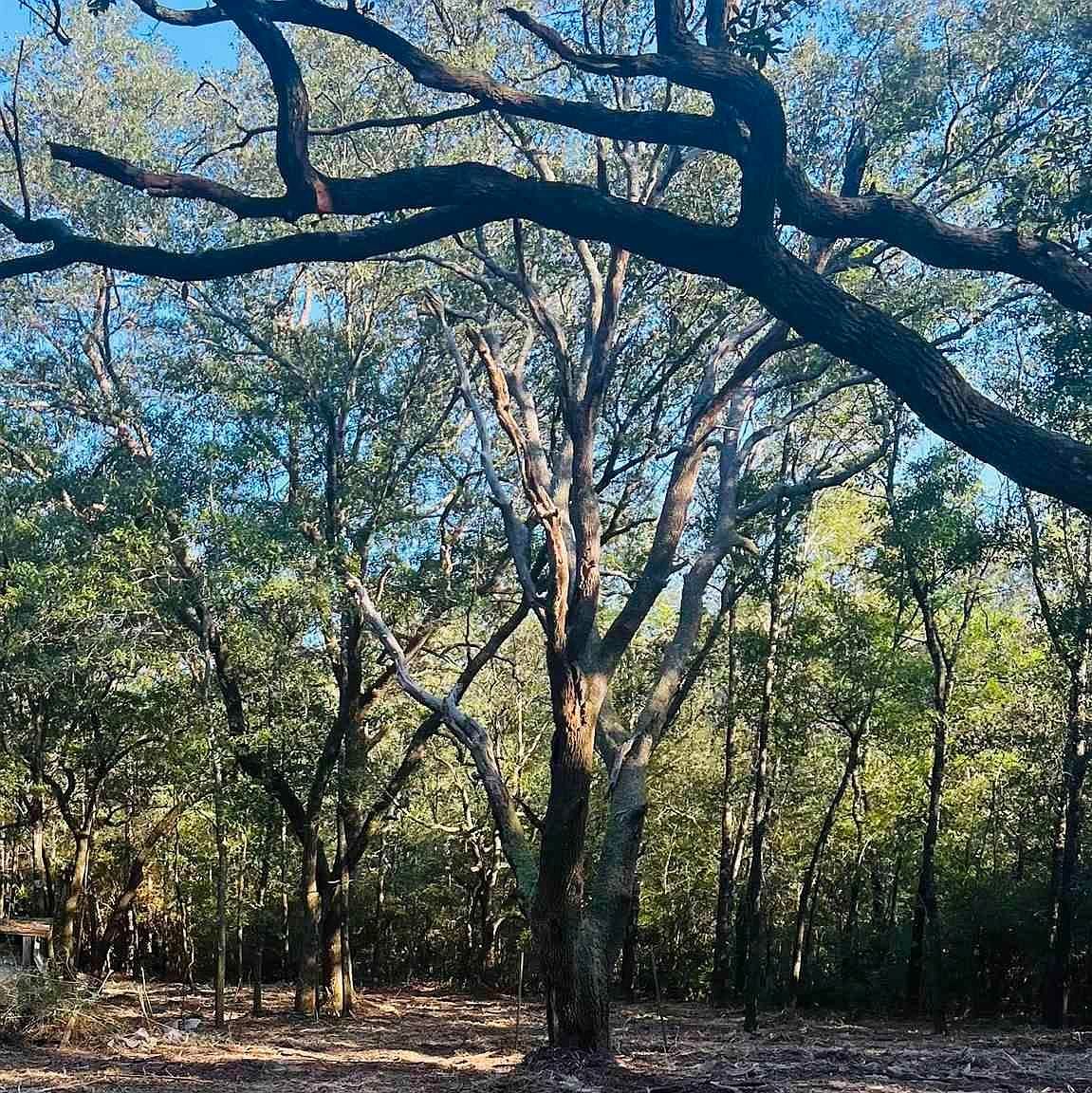 9499 Cornfield Way Milton, FL 32583 - Thumbnail 3