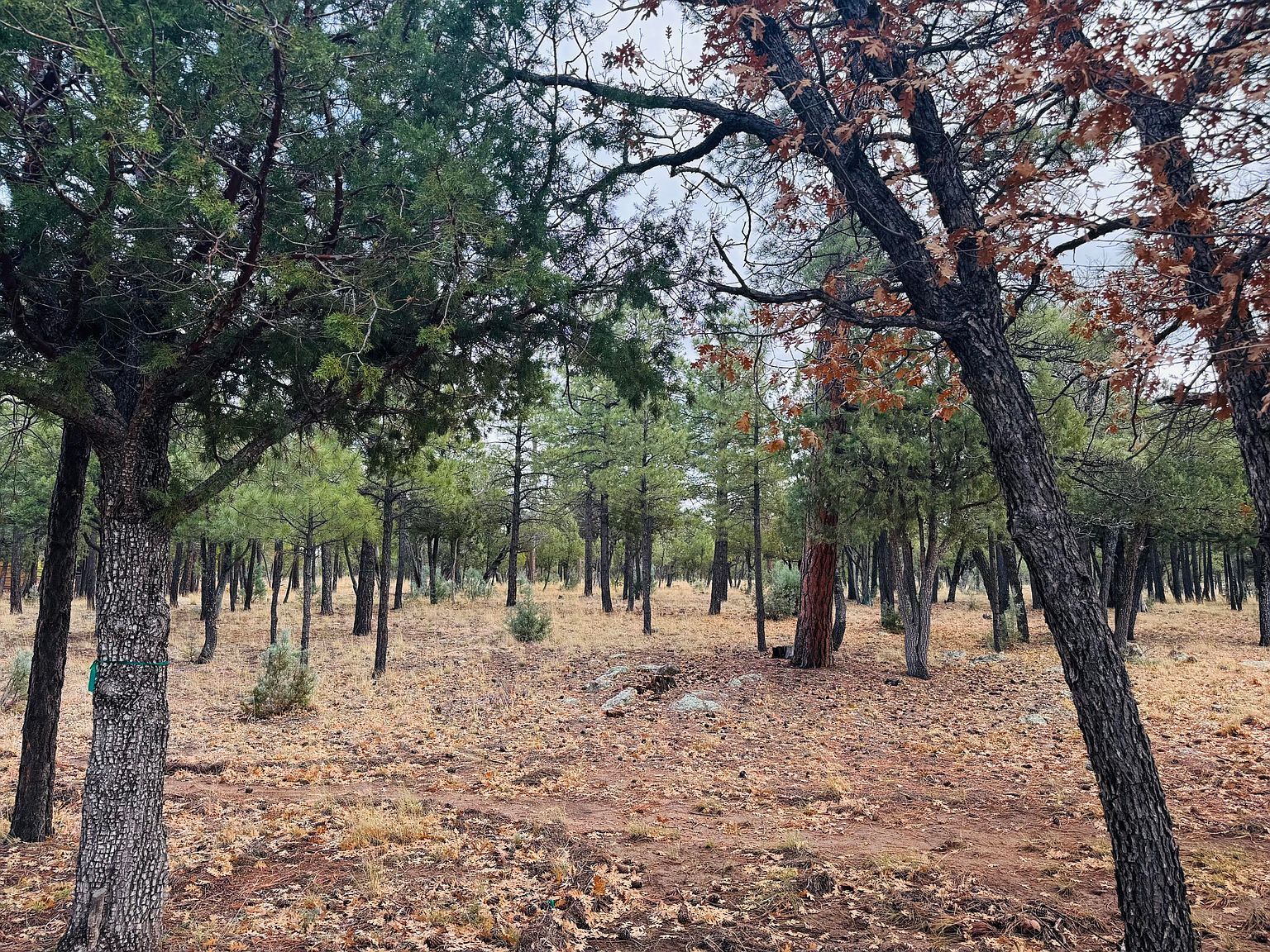 2793 Hummingbird Cir Happy Jack, AZ 86024 - Thumbnail 3