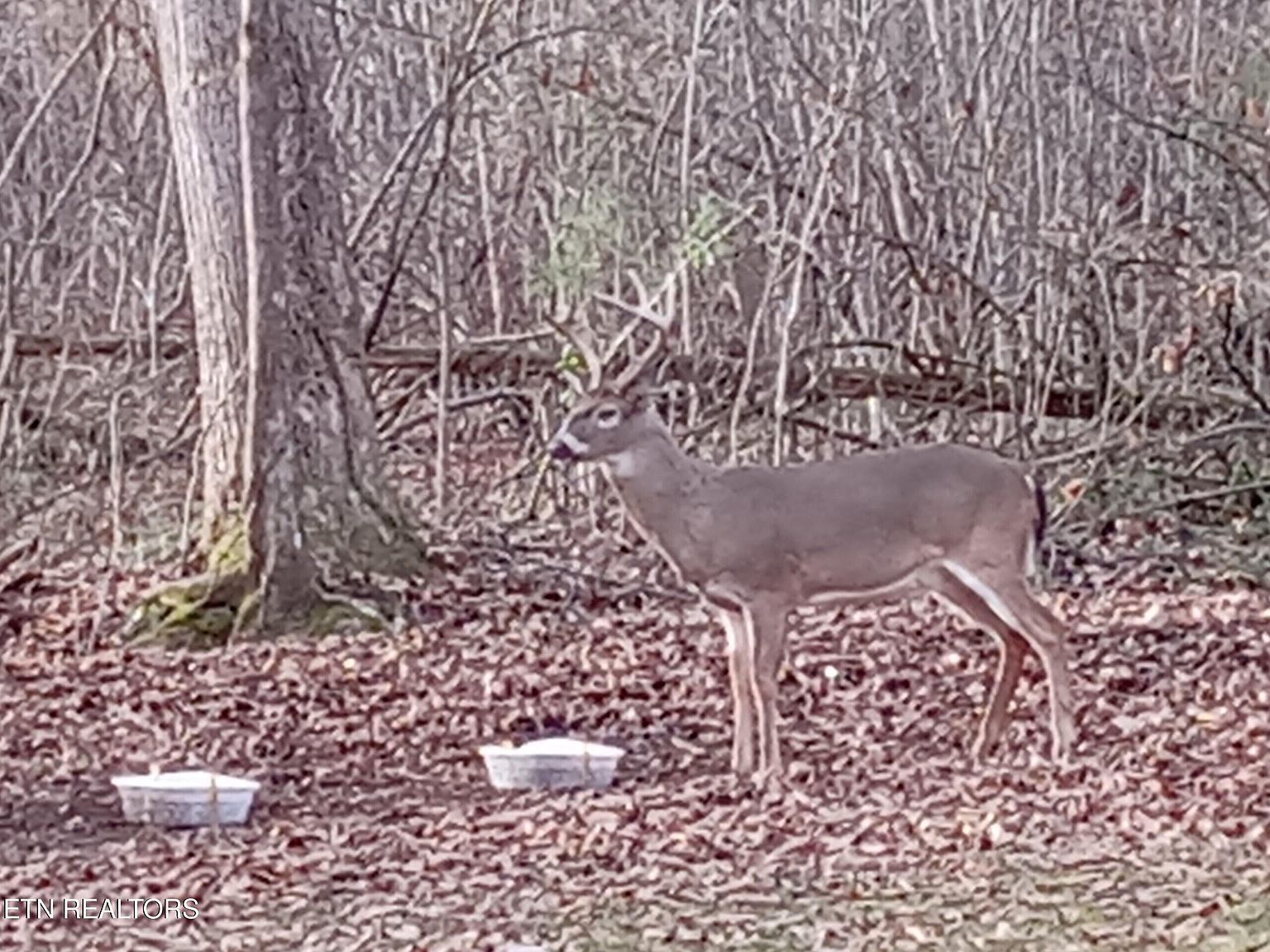 788 Dooley Hollow Rd Ewing, VA 24248 - Thumbnail 3