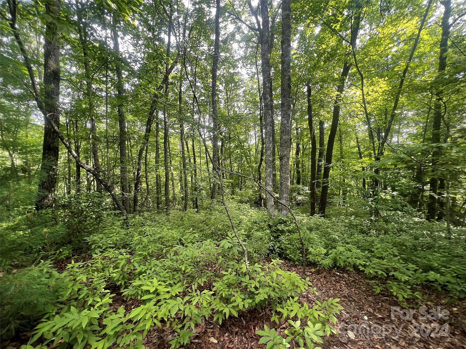 0 Laurel Thicket Brevard, NC 28712 - Thumbnail 3