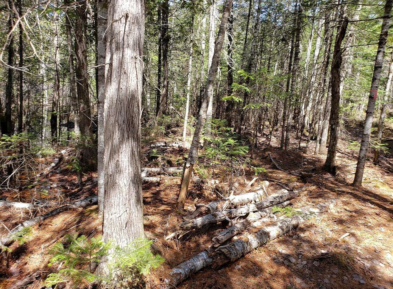 LOT Old Commonwealth West Enfield, ME 04493 - Thumbnail 3