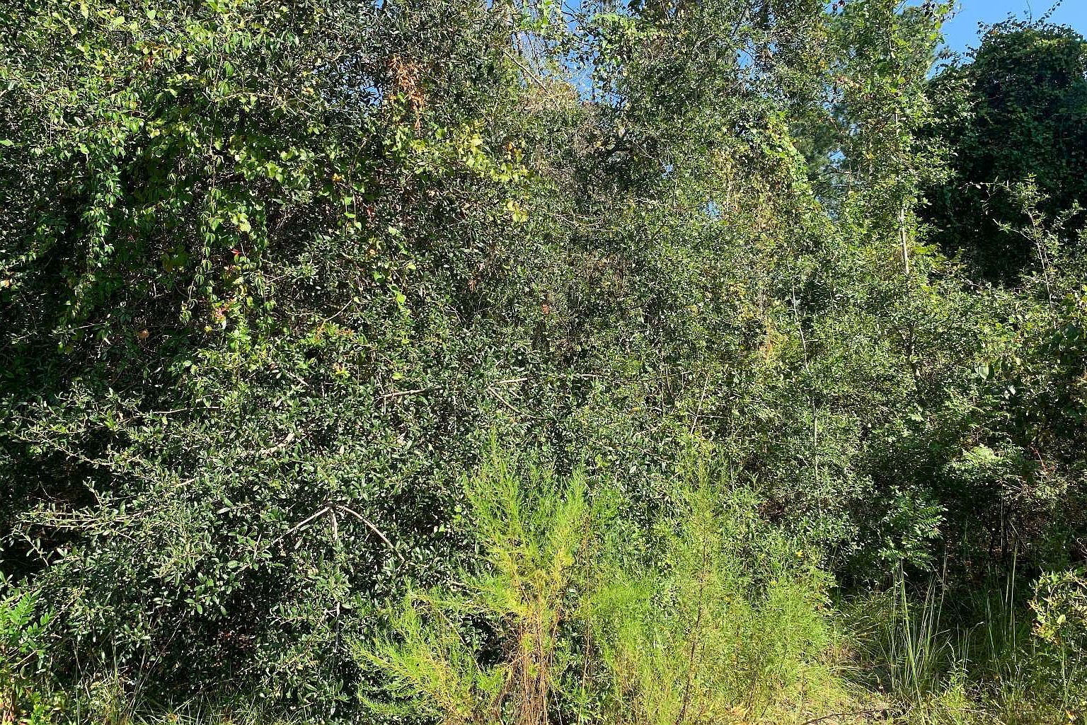 351 NW Heritage Dr Lake City, FL 32055 - Thumbnail 3