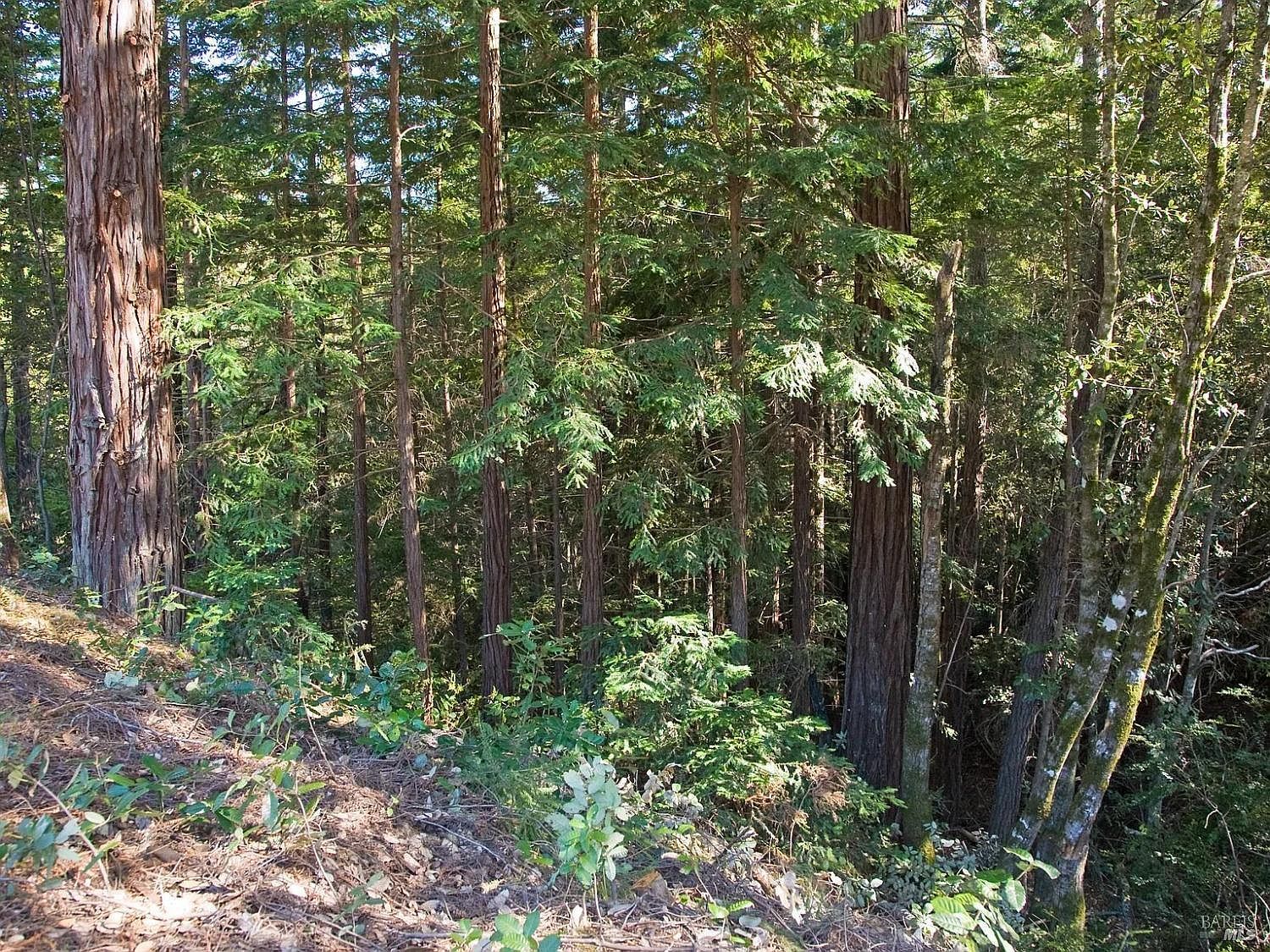 46109 Fish Rock Rd Gualala, CA 95445 - Thumbnail 3