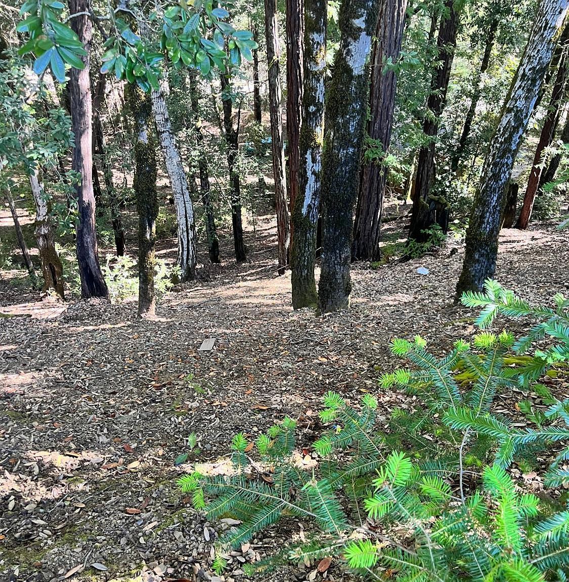 2185 Primrose Dr Willits, CA 95490 - Thumbnail 3