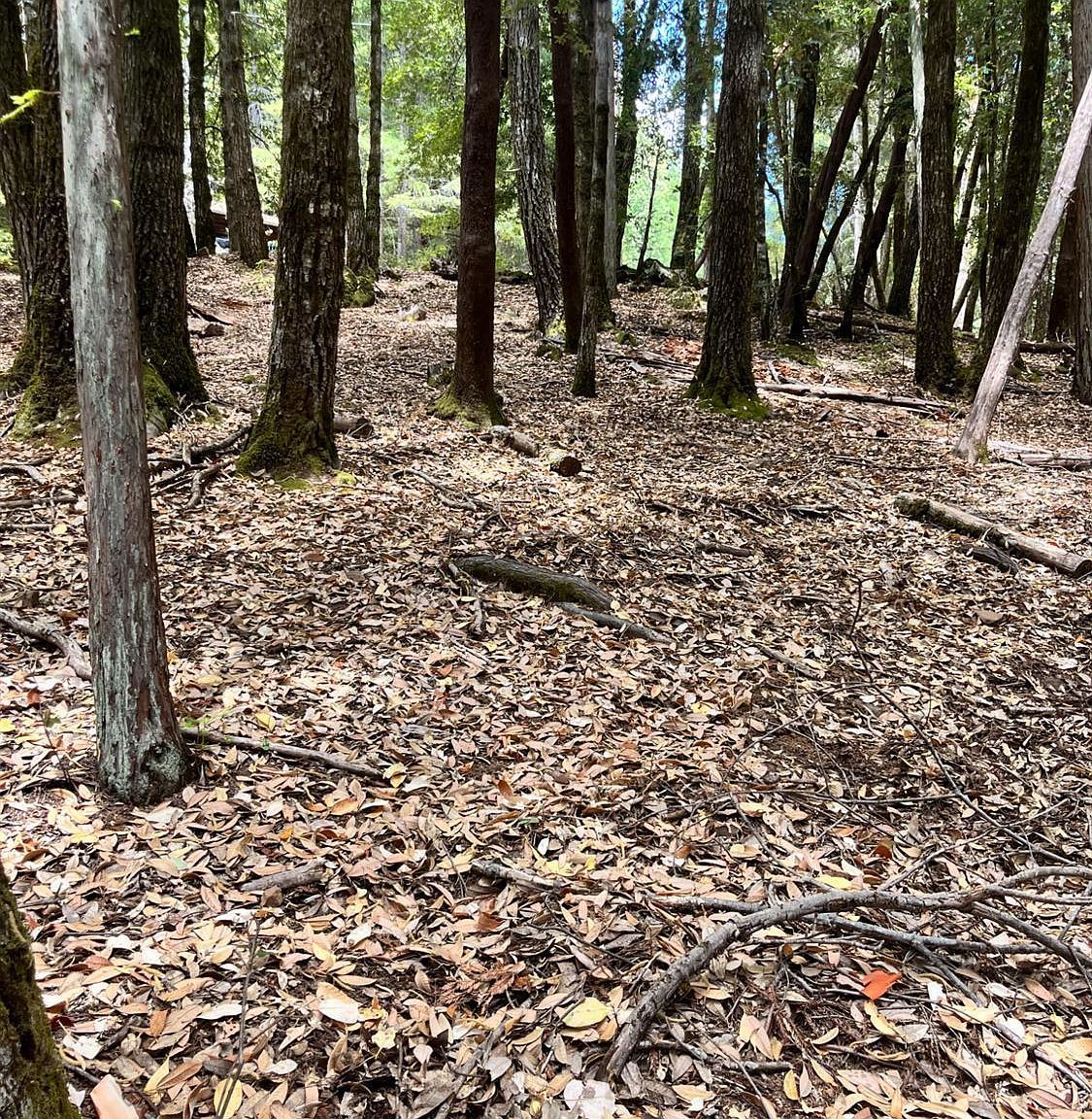 23649 Ridge Rd Willits, CA 95490 - Thumbnail 3