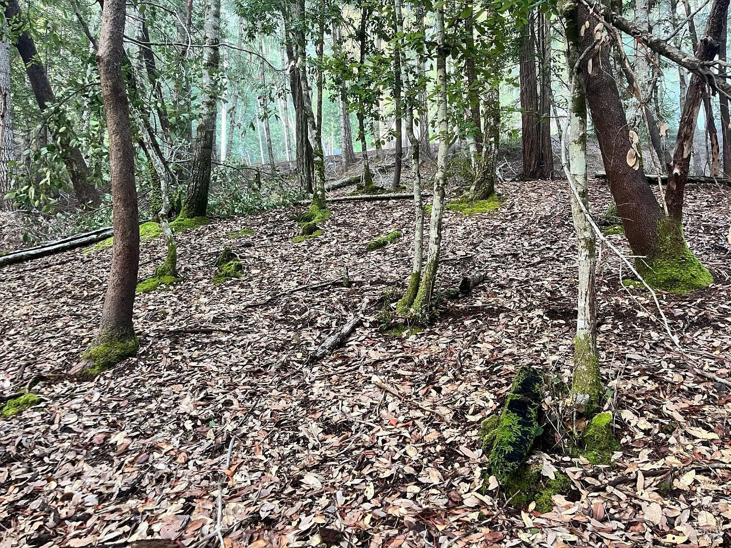 1451 Perch Way Willits, CA 95490 - Thumbnail 3