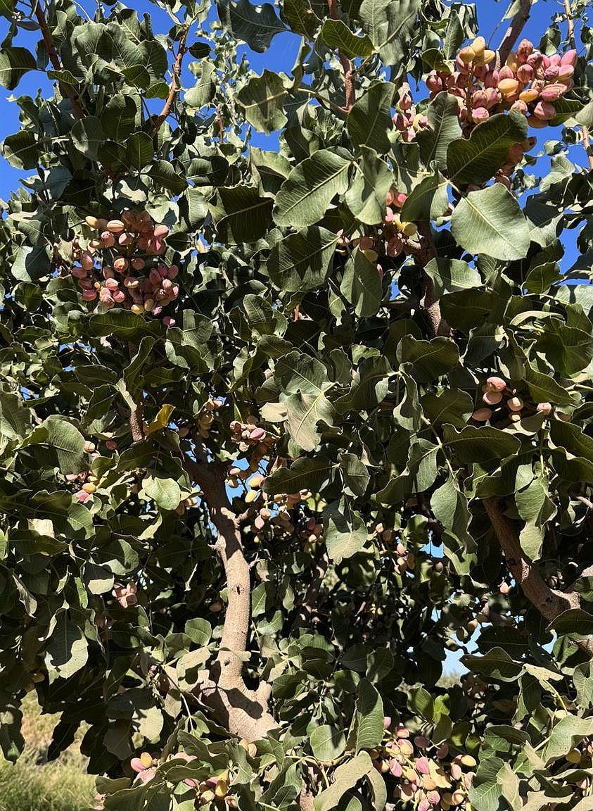 15502 10th Ave Hanford, CA 93230 - Thumbnail 3