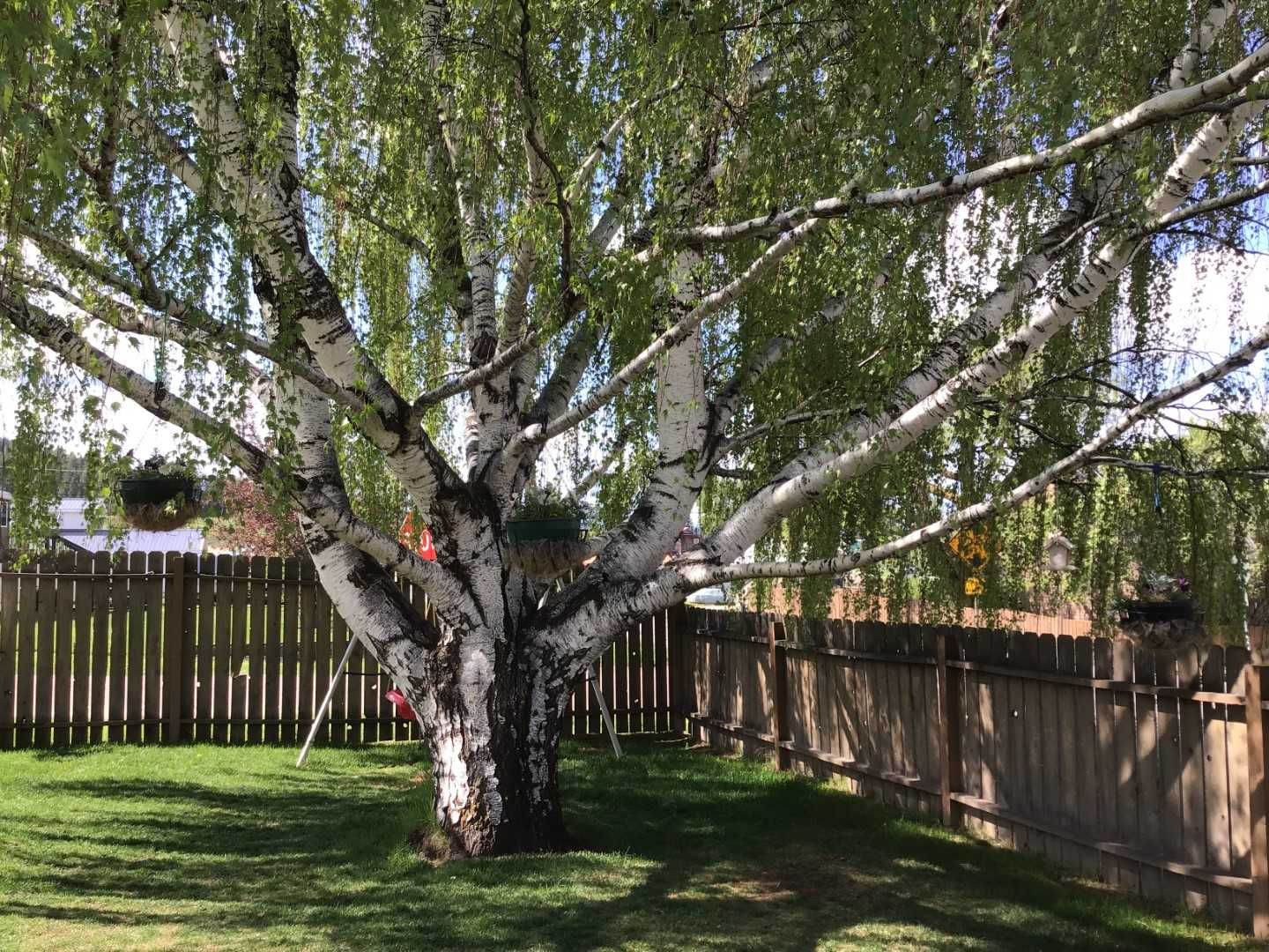 422 South Sansome Street, Philipsburg, MT, USA, 59858 - Thumbnail 3