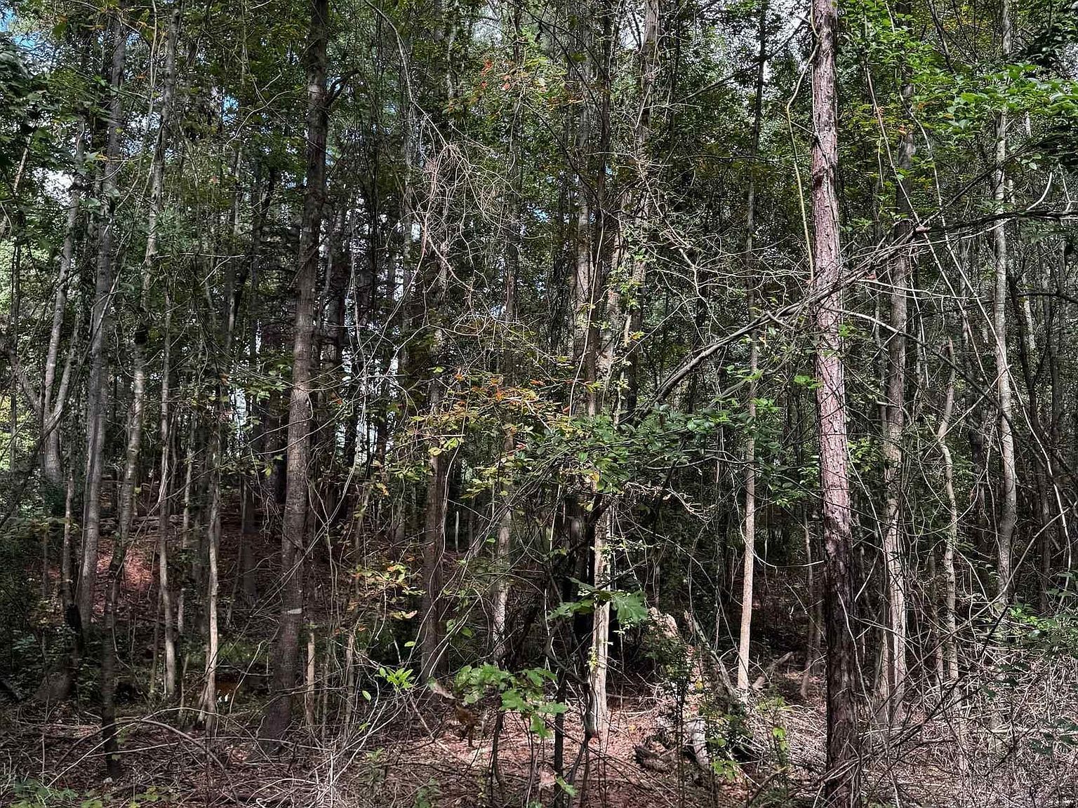 County Road 115d Overton, TX 75684 - Thumbnail 3