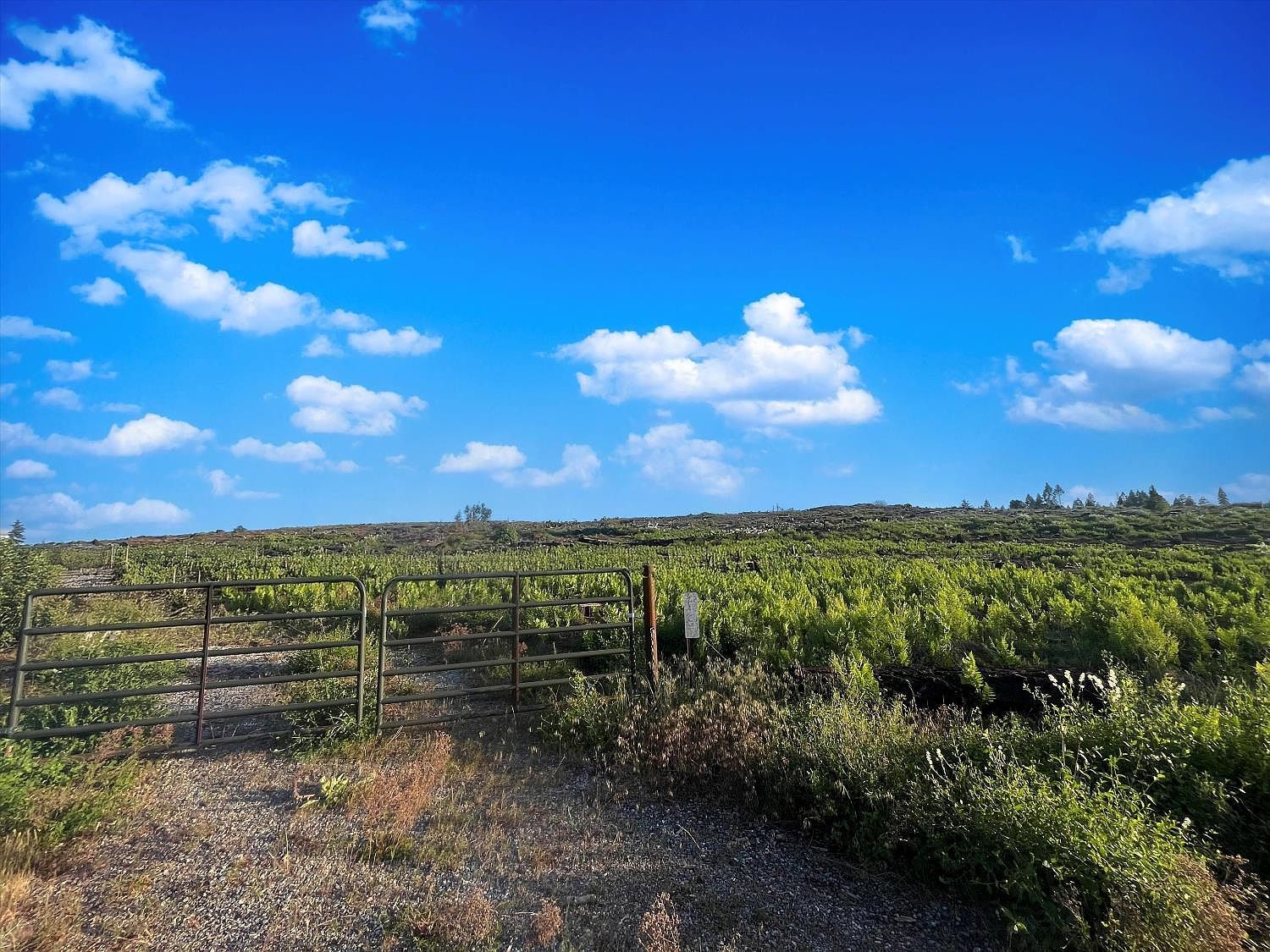 2157 Backwoods Trl Grizzly Flats, CA 95636 - Thumbnail 3