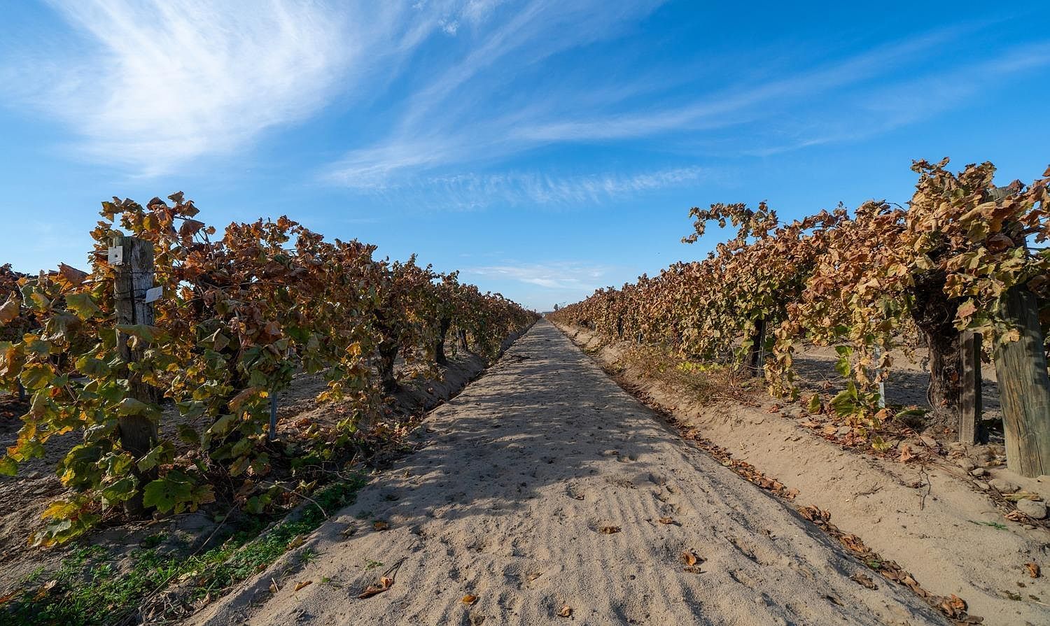 8139 S Kenneth Ave Fowler, CA 93625 - Thumbnail 3