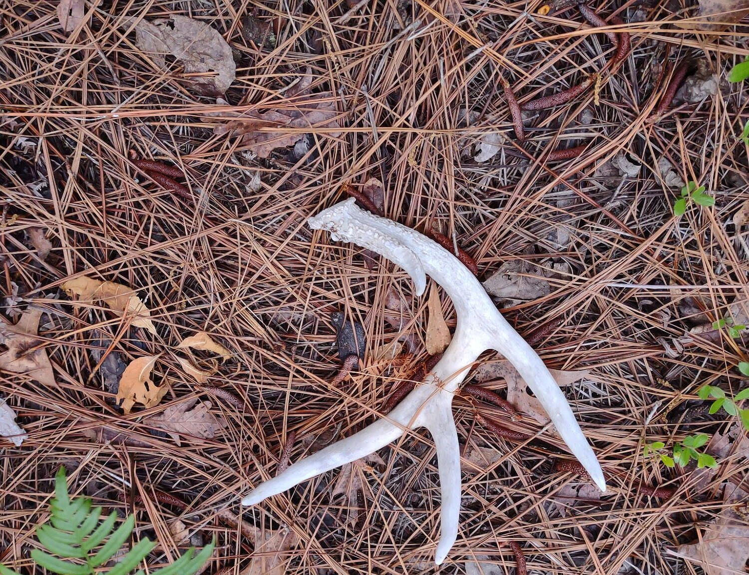 Collum Pond Rd Wagener, SC 29164 - Thumbnail 3