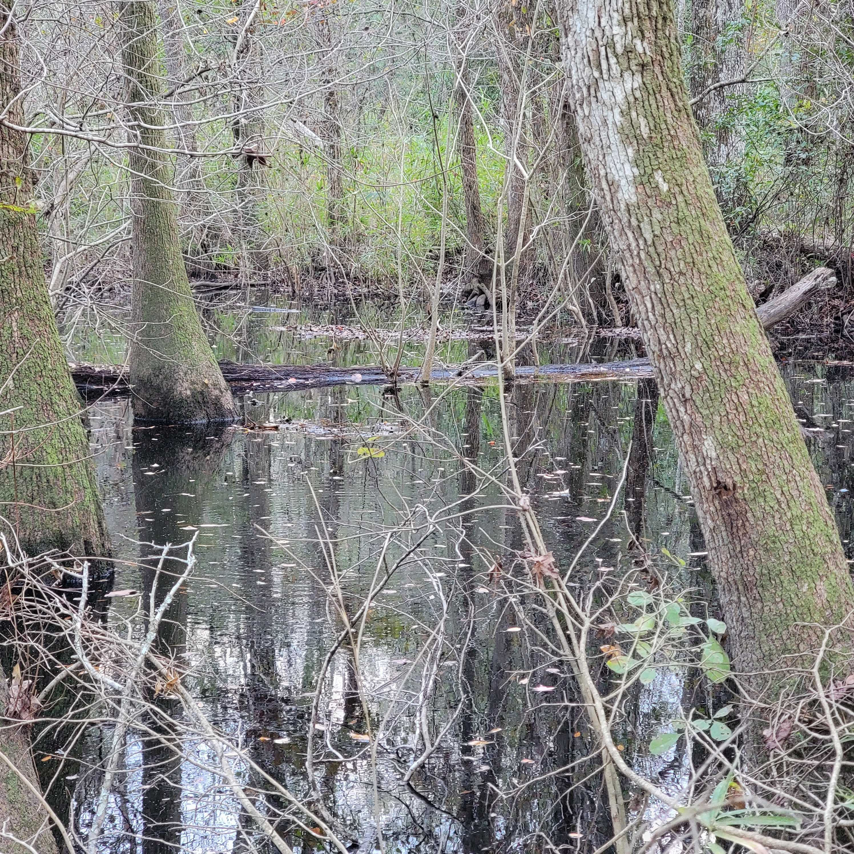 339 Greens Bridge Road, Leesville, SC, 29070 - Thumbnail 3