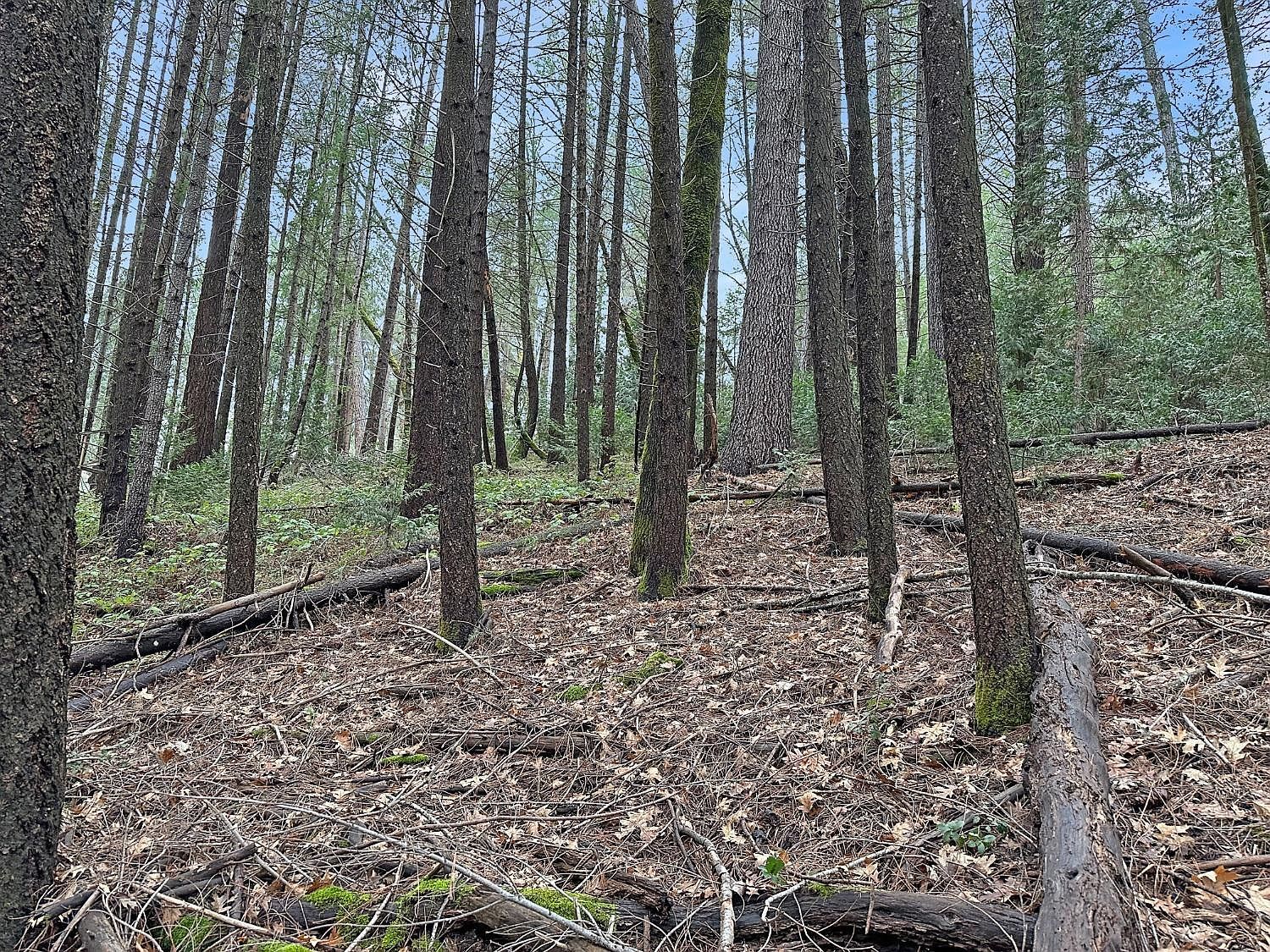 17871 Rollins View Dr Grass Valley, CA 95945 - Thumbnail 3