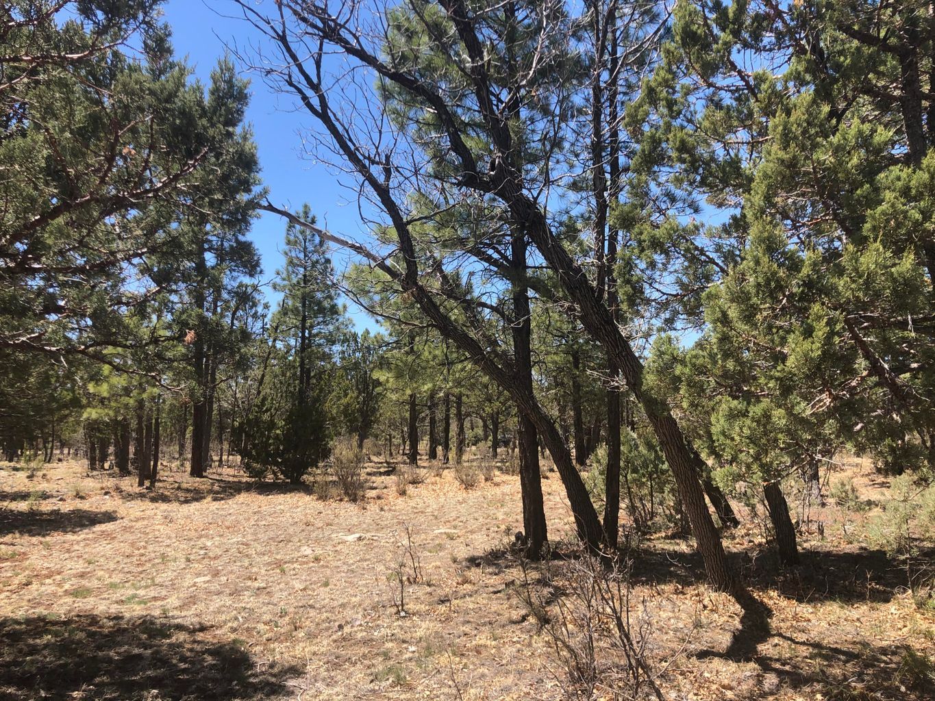 4024 Durango Drive, Happy Jack, AZ, USA, Happy Jack, AZ, 86024 - Thumbnail 3