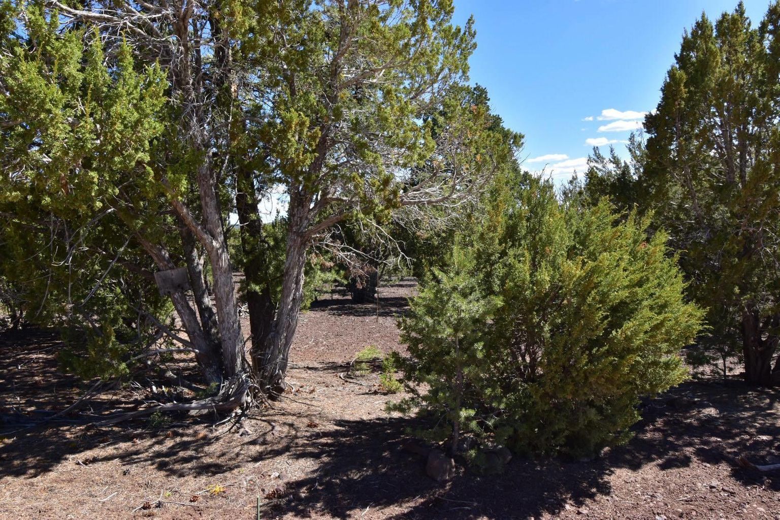 46 County Road 8140, Vernon, AZ 85940, USA - Thumbnail 3