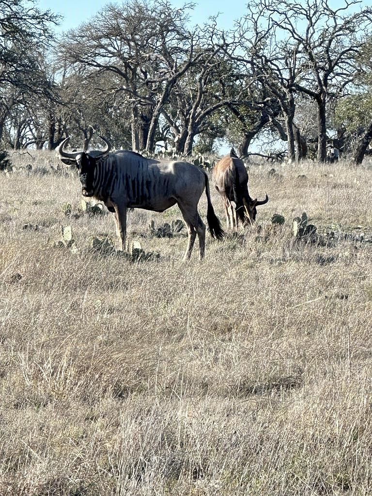 106 Oryx View Dr Harper, TX 78631 - Thumbnail 3