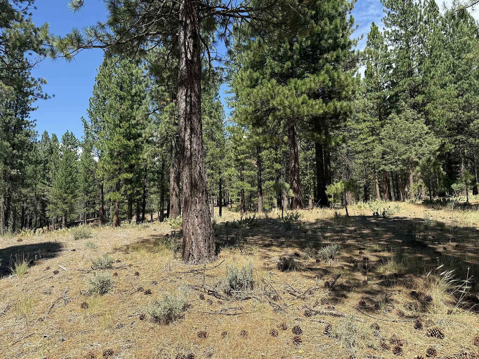 1359 Valley Ranch Dr Clio, CA 96106 - Thumbnail 3