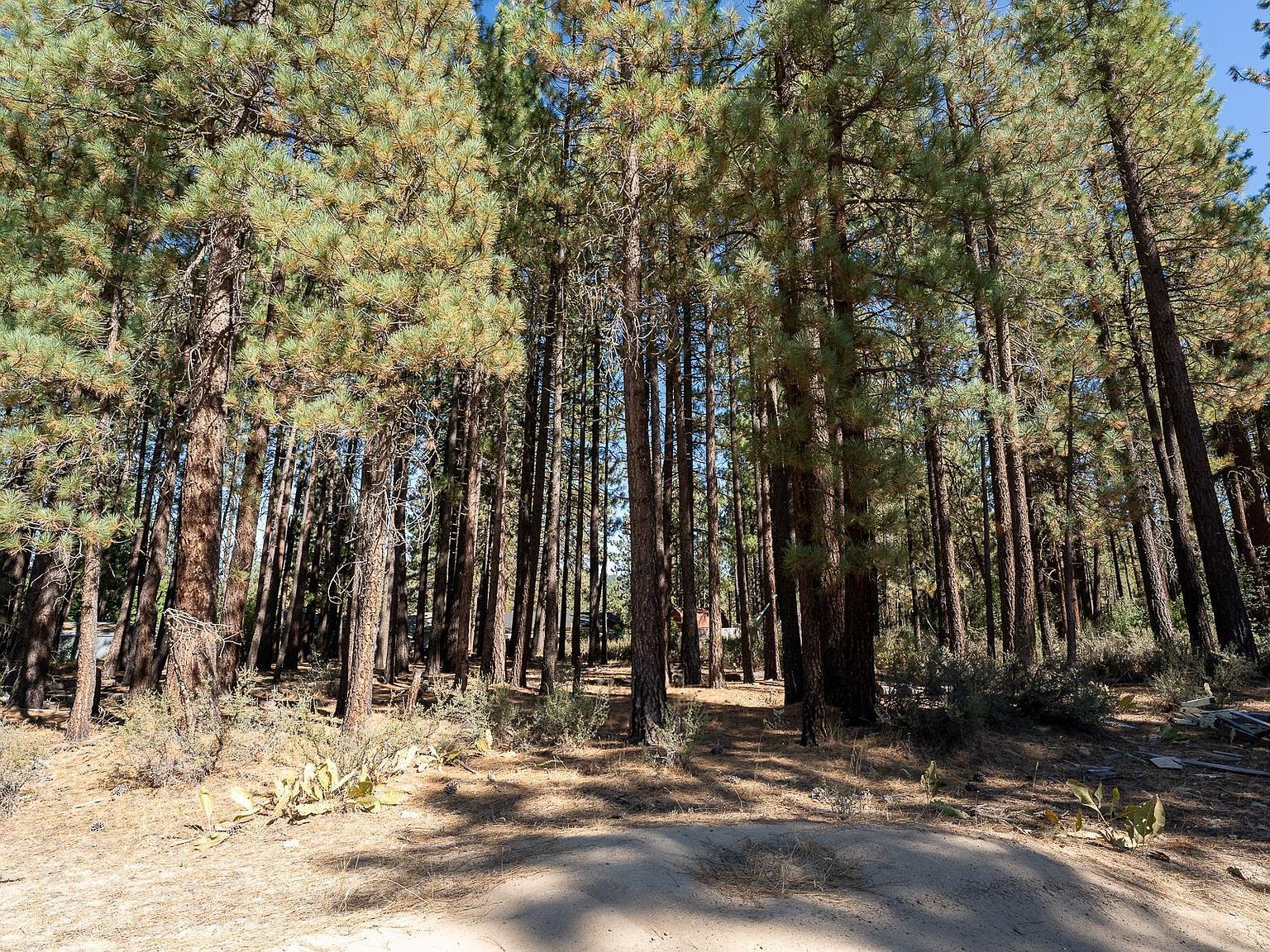 149 Otter Way Portola, CA 96122 - Thumbnail 3