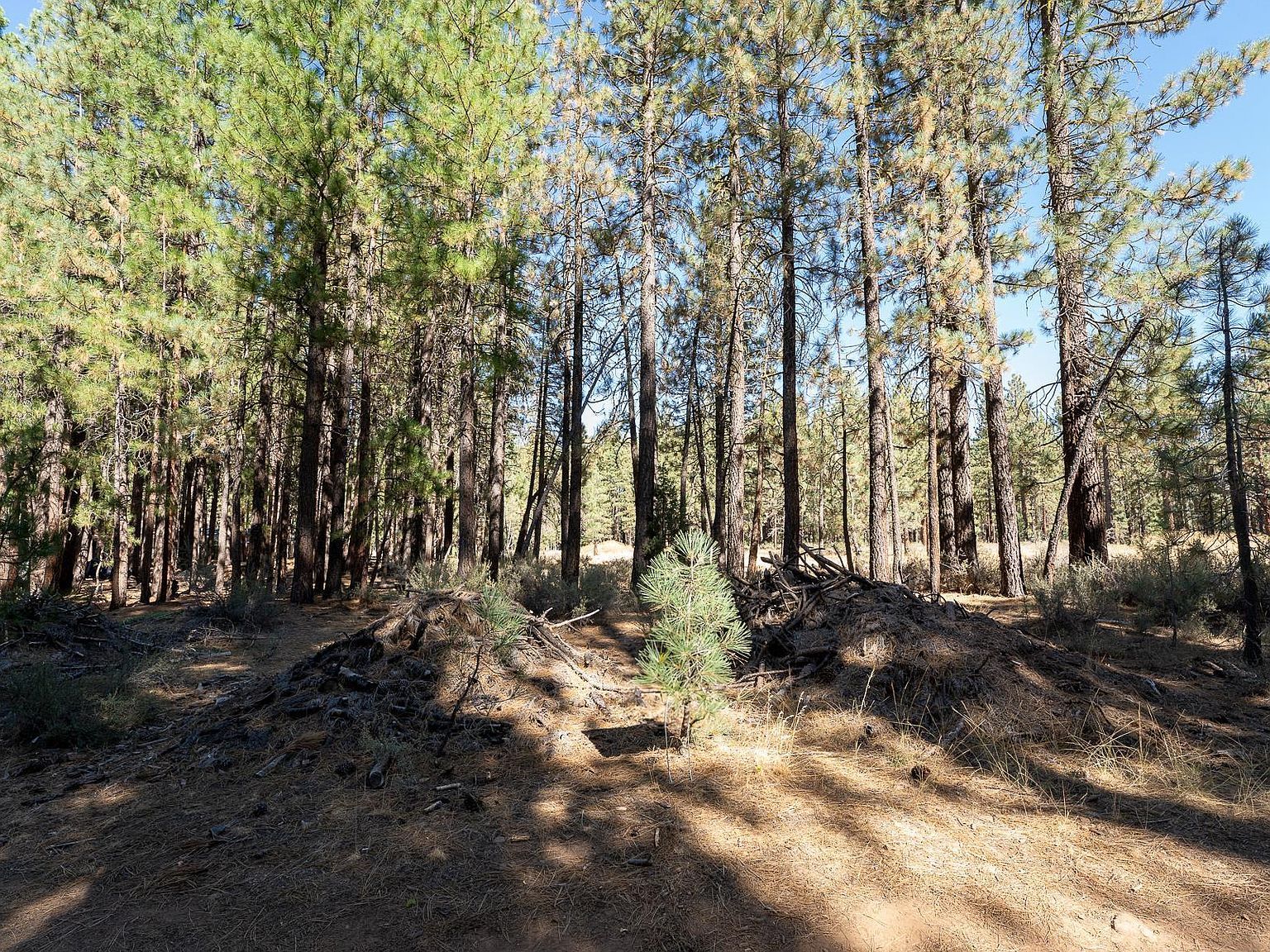 247 Bear Way Portola, CA 96122 - Thumbnail 3