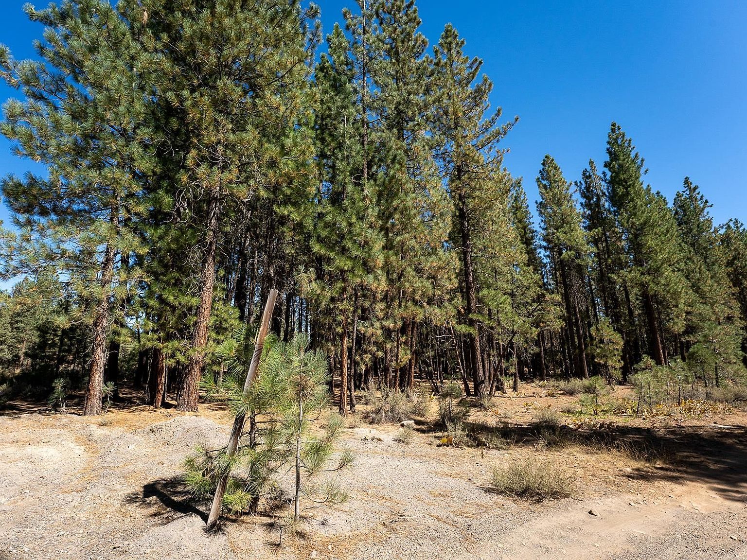 167 Bear Way Portola, CA 96122 - Thumbnail 3