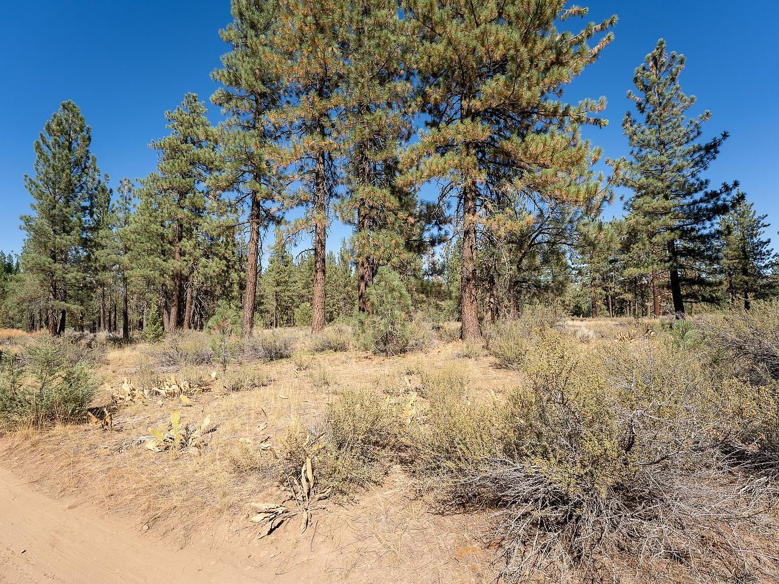 167 Cougar Way Portola, CA 96122 - Thumbnail 3