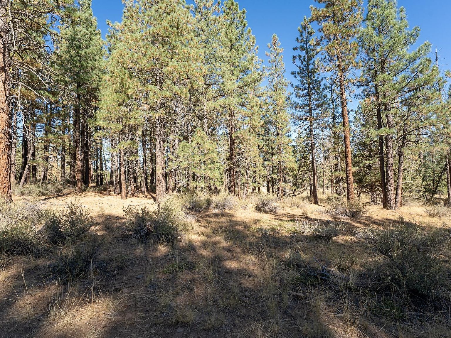 184 Bear Way Portola, CA 96122 - Thumbnail 3