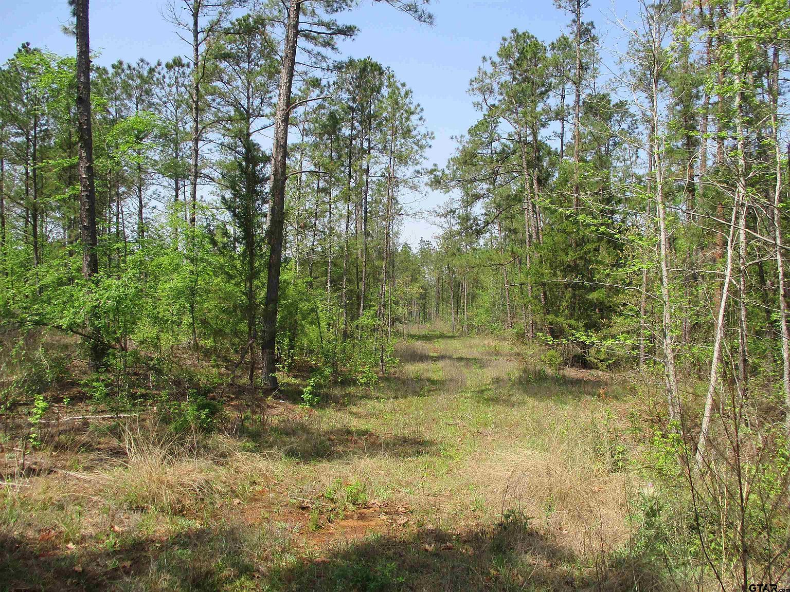 0 County Road 461 S Laneville, TX 75667 - Thumbnail 3