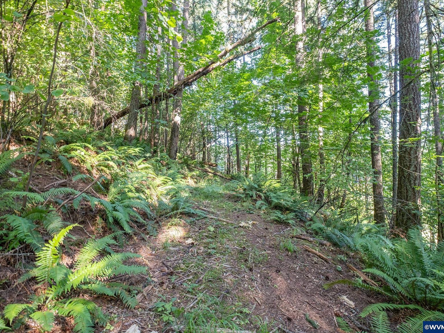 Tl 1400 Bartels Creek Dr Lebanon, OR 97355 - Thumbnail 3