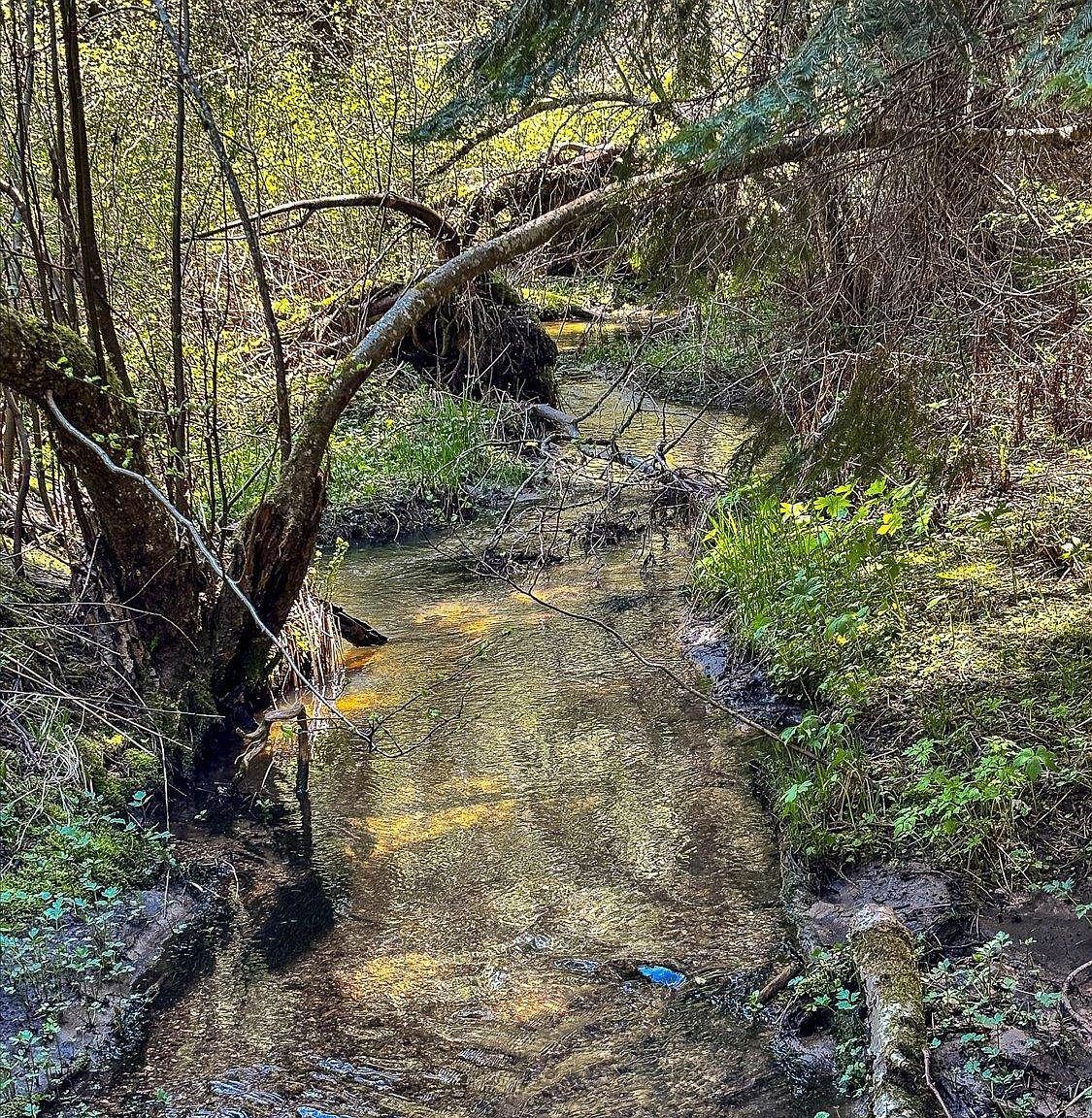 18 E Wallis Rd Mead, WA 99021 - Thumbnail 3